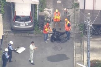 Ursul care rătăcea în oraşul Utsunomiya, în Japonia, de patru zile, capturat. Alt urs, care a rănit patru persoane, săptămâna trecută, în departamentul Fukushima, căutat în continuare