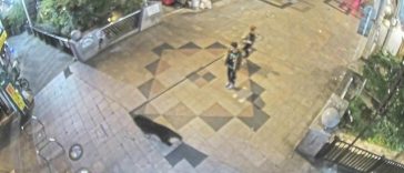 Aproape 100 de şcoli închise în Japonia, după mai multe semnalări ale unor urşi începând din weekend. Zeci de vânători, poliţişti şi oficiali locali caută animalul