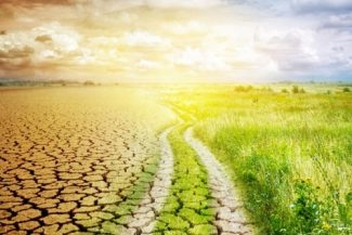 Cea mai gravă secetă din ultimele trei decenii la Nădlac, în Arad. Grâul porneşte de la 1 tonă/ha, iar orzul intră direct la cosit săptămâna viitoare