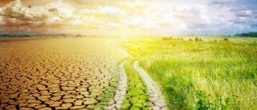 Cea mai gravă secetă din ultimele trei decenii la Nădlac, în Arad. Grâul porneşte de la 1 tonă/ha, iar orzul intră direct la cosit săptămâna viitoare