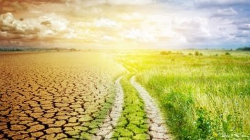 Cea mai gravă secetă din ultimele trei decenii la Nădlac, în Arad. Grâul porneşte de la 1 tonă/ha, iar orzul intră direct la cosit săptămâna viitoare