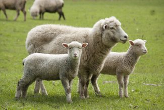 Focar de Pestă la ovine în judeţul Mureş. Restricţii la exporturile de animale