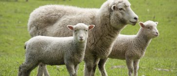 Focar de Pestă la ovine în judeţul Mureş. Restricţii la exporturile de animale
