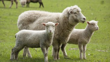 Focar de Pestă la ovine în judeţul Mureş. Restricţii la exporturile de animale