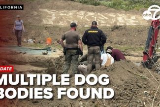 117 câini morţi găsiţi la un centru de salvare a animalelor din California – mulţi dintre ei cu răni prin împuşcare