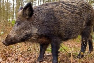 Mesaj RO-Alert, după ce un porc mistreţ a fost văzut în zona Pipera-Voluntari