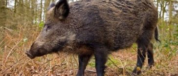 Mesaj RO-Alert, după ce un porc mistreţ a fost văzut în zona Pipera-Voluntari