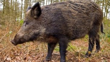 Mesaj RO-Alert, după ce un porc mistreţ a fost văzut în zona Pipera-Voluntari