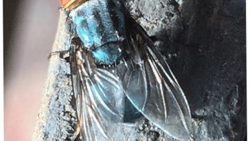 Caz de infestare cu musca viermilor de carne din Lumea Nouă, la un viţel din Texas/ În trecut, parazitul a provocat pierderi de zeci de milioane de dolari pentru fermieri/ Cazul, primul din 1966 încoace