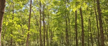 Mai mult de 40.000 de salcâmi plantaţi la Lipăneşti, ecosistem pentru albine şi animale/ Un festival cu picnic, plimbări pe malul râului Teleajen şi activităţi pentru copii