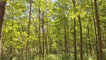 Mai mult de 40.000 de salcâmi plantaţi la Lipăneşti, ecosistem pentru albine şi animale/ Un festival cu picnic, plimbări pe malul râului Teleajen şi activităţi pentru copii