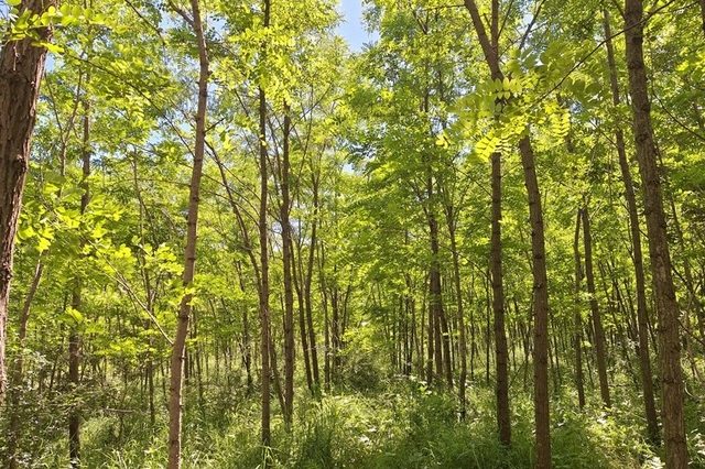 Mai mult de 40.000 de salcâmi plantaţi la Lipăneşti, ecosistem pentru albine şi animale/ Un festival cu picnic, plimbări pe malul râului Teleajen şi activităţi pentru copii