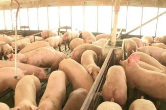 Reacţia MADR, după apariţia focarului de pestă porcină în Ungaria, în apropierea graniţei cu România: Se intensifică controalele pentru a reduce riscul intrării în ţară a produselor sau animalelor infectate