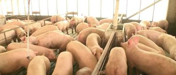 Reacţia MADR, după apariţia focarului de pestă porcină în Ungaria, în apropierea graniţei cu România: Se intensifică controalele pentru a reduce riscul intrării în ţară a produselor sau animalelor infectate