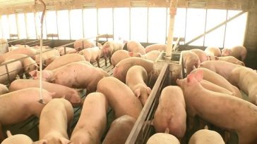 Reacţia MADR, după apariţia focarului de pestă porcină în Ungaria, în apropierea graniţei cu România: Se intensifică controalele pentru a reduce riscul intrării în ţară a produselor sau animalelor infectate