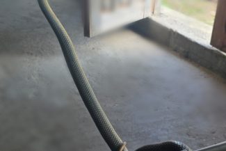 Tulcea: Jandarmii au îndepărtat un şarpe care a intrat într-o locuinţă şi s-a ascuns în spatele unui dulap
