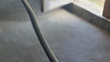 Tulcea: Jandarmii au îndepărtat un şarpe care a intrat într-o locuinţă şi s-a ascuns în spatele unui dulap