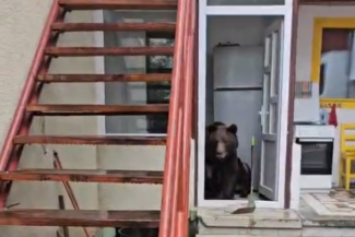 O ursoaică cu pui a intrat într-o casă din oraşul Buşteni/ Refugiaţi afară, proprietarii filmează animalele, încercând să le alunge VIDEO