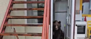 O ursoaică cu pui a intrat într-o casă din oraşul Buşteni/ Refugiaţi afară, proprietarii filmează animalele, încercând să le alunge VIDEO