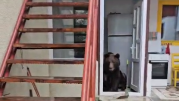 O ursoaică cu pui a intrat într-o casă din oraşul Buşteni/ Refugiaţi afară, proprietarii filmează animalele, încercând să le alunge VIDEO