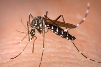 INSP: Două cazuri de infecţie cu virusul West Nile, înregistrate în luna iunie / Temperaturile ridicate şi valurile de căldură ce urmează ploilor abundente favorizează apariţia bolii