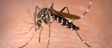 INSP: Două cazuri de infecţie cu virusul West Nile, înregistrate în luna iunie / Temperaturile ridicate şi valurile de căldură ce urmează ploilor abundente favorizează apariţia bolii