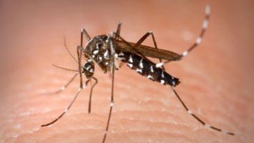 INSP: Două cazuri de infecţie cu virusul West Nile, înregistrate în luna iunie / Temperaturile ridicate şi valurile de căldură ce urmează ploilor abundente favorizează apariţia bolii