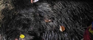 Ursul care a creat probleme în Poiana Braşov, împuşcat/ Animalul, un mascul de circa 10 ani şi 400 de kilograme, fusese deja relocat şi a revenit în zonă