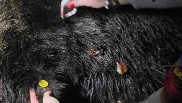 Ursul care a creat probleme în Poiana Braşov, împuşcat/ Animalul, un mascul de circa 10 ani şi 400 de kilograme, fusese deja relocat şi a revenit în zonă