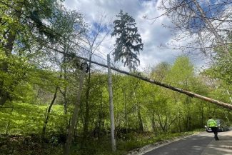 Copaci doborâţi de vânt în judeţul Bihor