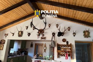 Suceava: 38 de percheziţii într-un dosar de braconaj cinegetic şi nerespectarea regimului armelor / Au fost găsite 11 arme, peste 700 de cartuşe şi trofee de vânătoare / Cinci persoane au fost reţinute în acest caz – FOTO