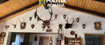 Suceava: 38 de percheziţii într-un dosar de braconaj cinegetic şi nerespectarea regimului armelor / Au fost găsite 11 arme, peste 700 de cartuşe şi trofee de vânătoare / Cinci persoane au fost reţinute în acest caz – FOTO