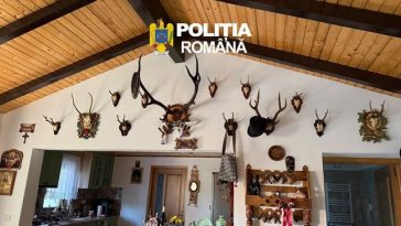 Suceava: 38 de percheziţii într-un dosar de braconaj cinegetic şi nerespectarea regimului armelor / Au fost găsite 11 arme, peste 700 de cartuşe şi trofee de vânătoare / Cinci persoane au fost reţinute în acest caz – FOTO