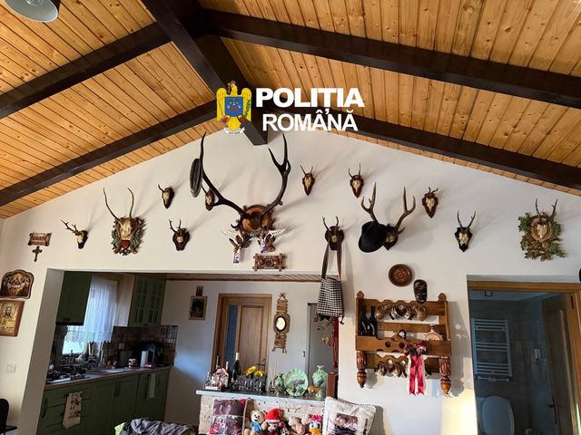 Suceava: 38 de percheziţii într-un dosar de braconaj cinegetic şi nerespectarea regimului armelor / Au fost găsite 11 arme, peste 700 de cartuşe şi trofee de vânătoare / Cinci persoane au fost reţinute în acest caz – FOTO