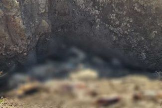 Operaţiunea JUPITER – Zece percheziţii în Constanţa, la persoane care au sacrificat animale şi le-au abandonat leşurile pe câmp / Cadavre de ovine şi bovine, găsite într-o groapă din zona unei ferme