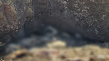 Operaţiunea JUPITER – Zece percheziţii în Constanţa, la persoane care au sacrificat animale şi le-au abandonat leşurile pe câmp / Cadavre de ovine şi bovine, găsite într-o groapă din zona unei ferme