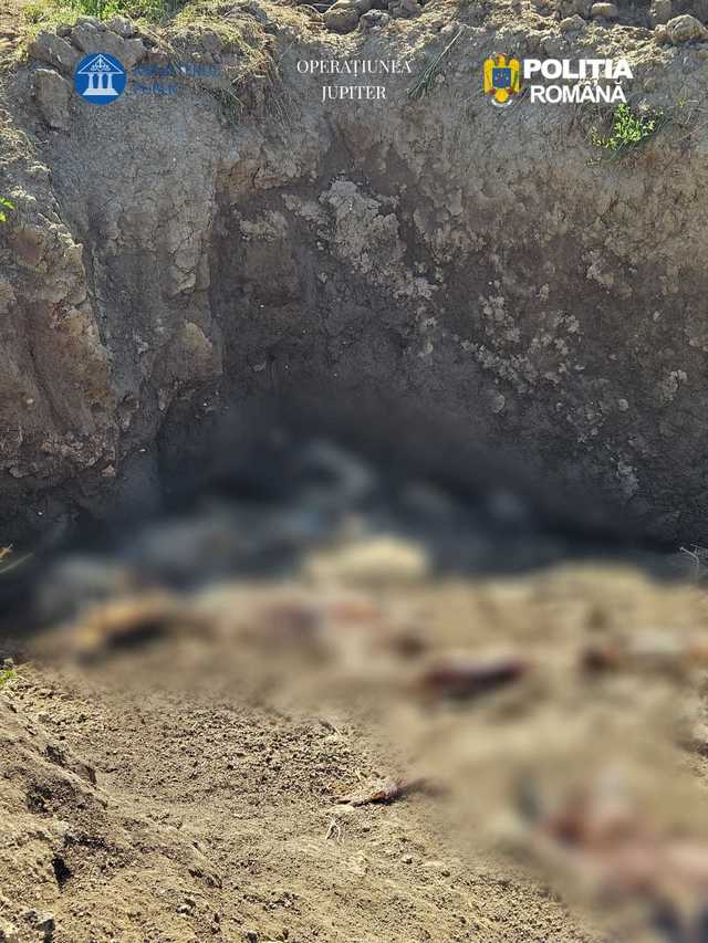 Operaţiunea JUPITER – Zece percheziţii în Constanţa, la persoane care au sacrificat animale şi le-au abandonat leşurile pe câmp / Cadavre de ovine şi bovine, găsite într-o groapă din zona unei ferme