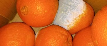 Comisarii ANPC au dat amenzi de peste 4,7 milioane de lei în urma controalelor din această săptămână / 11 unităţi au fost închise temporar / Au fost găsite alimente expirate şi produse vegetale cu mucegai