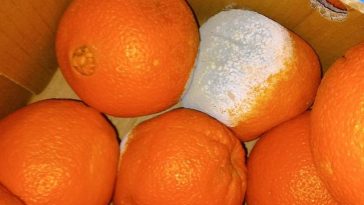 Comisarii ANPC au dat amenzi de peste 4,7 milioane de lei în urma controalelor din această săptămână / 11 unităţi au fost închise temporar / Au fost găsite alimente expirate şi produse vegetale cu mucegai