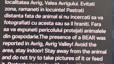 Urs semnalat într-o zonă turistică din judeţul Sibiu / Mesaj RO-Alert
