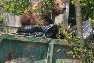 Un urs a intrat în curtea unui spital din Braşov şi s-a oprit la containerul pentru deşeuri / Nu a reacţionat la semnalele acustice şi luminoase, fiind împuşcat – FOTO