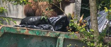 Un urs a intrat în curtea unui spital din Braşov şi s-a oprit la containerul pentru deşeuri / Nu a reacţionat la semnalele acustice şi luminoase, fiind împuşcat – FOTO