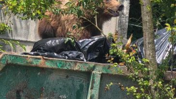 Un urs a intrat în curtea unui spital din Braşov şi s-a oprit la containerul pentru deşeuri / Nu a reacţionat la semnalele acustice şi luminoase, fiind împuşcat – FOTO
