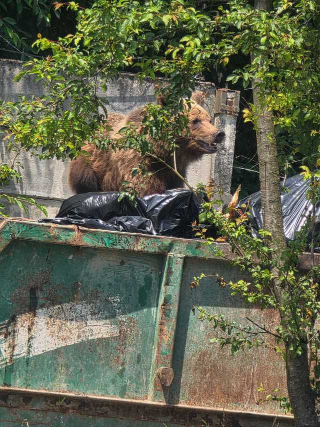 Un urs a intrat în curtea unui spital din Braşov şi s-a oprit la containerul pentru deşeuri / Nu a reacţionat la semnalele acustice şi luminoase, fiind împuşcat – FOTO