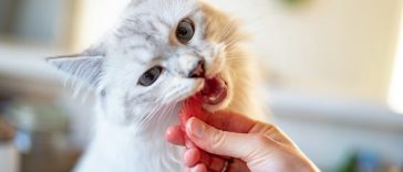 Medicamentele pentru slăbit ar putea ajunge şi la animalele de companie; Primele tratamente pentru pisici sunt deja testate