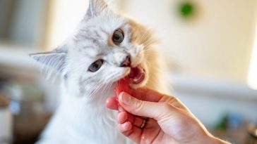 Medicamentele pentru slăbit ar putea ajunge şi la animalele de companie; Primele tratamente pentru pisici sunt deja testate