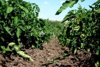 Maramureș: Temperaturile extreme influențează negativ culturile de legume