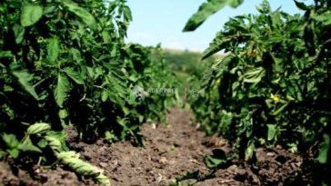Maramureș: Temperaturile extreme influențează negativ culturile de legume