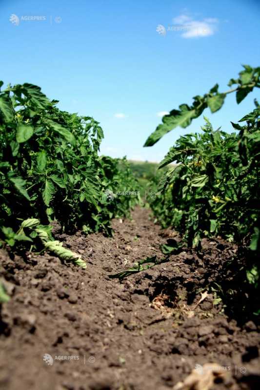 Maramureș: Temperaturile extreme influențează negativ culturile de legume