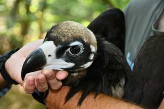 BTA: Pui de vultur negru, o specie pe cale de dispariție din Munții Rodopi, echipați cu transmițătoare GPS